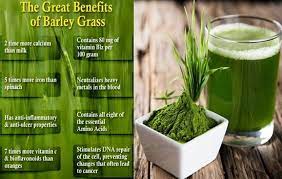 The Top 4 Greatest Benefits Of Barley Grass Barley Grass Barley Benefits Grass Health