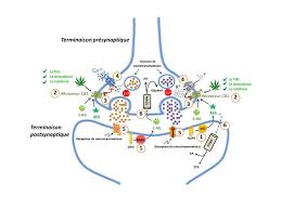 Site officiel du gouvernement du canada. Pour Les Professionnels De La Sante Le Cannabis Et Les Cannabinoides Canada Ca