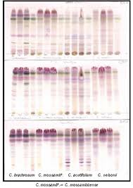 Image result for Combretum acutifolium