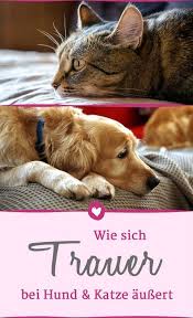 Wie Haustiere Trauern Leiden Hunde Und Katzen Gleich Stark Hund Und Katze Katzen Hunde