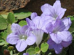 Image result for Ruellia patula