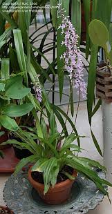 Image result for Stenoglottis