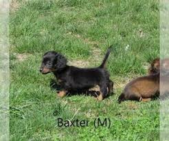 Breeder of quality smooth miniature dachshunds in iowa. View Ad Dachshund Puppy For Sale Near Iowa Le Mars Usa Adn 259146