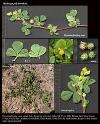 Image result for Medicago polymorpha