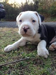 Black And White American Bulldog Pitbull Mix Pin By Shauna Springer On Animals Pitbull Mix Puppies Pitbulls Old English Bulldog