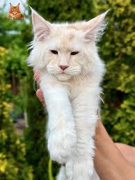 Leonardo male shaded lines IRES IRESTONE E