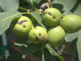 Image result for Walnut blight