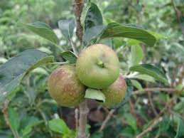 There are posts and then there are posts. Winter Chill Hours For Fruit Trees Evergreen Nursery Fruit Trees Evergreen Nursery Fruit
