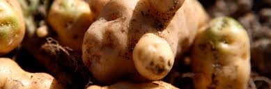 The ozette fingerling potato is an heirloom said to be brought from peru in the late 1700's by the spanish explorers and traded with the ozette indian tribe of the olympic peninsula in washington state. Makah Ozette Potato Presidi Slow Food Slow Food Foundation