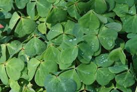 Image result for Oxalis oligotricha