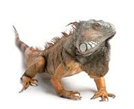 Otherwise, beedle does indeed sell them at one of the shops on the northeast/east stables. Lizards For Sale Reptiles For Sale