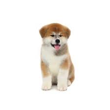 I have an all white akc reg. Akita Puppies Petland Lancaster Ohio