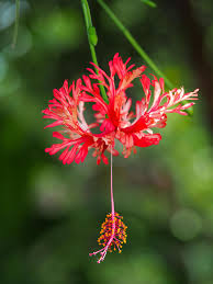 Image result for Hibiscus schizopetalus