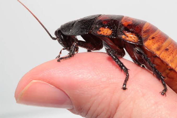 Image result for cockroach"