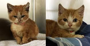 Kedilerde Kulak Uyuzu Veteriner Hekimleri Kedilerin Ve Kedi Sahipleri Kediler Ve Yavrulari Kedi Cute Kittens