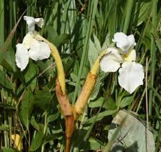 Image result for Harveya huillensis