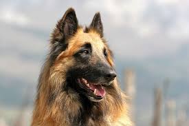 The belgian shepherd is a medium sized dog and there are 4 varieties of them with the groenendael having long hair, the laekenois has a wiry, short reddish/fawn colour, the malinois has a shortish coarse coat and lastly the tervueren has a thicker, longer and straight coat than the malinois although both varieties have the same coat colours. Belgian Shepherd Mouth Big Friendly Watcog Teeth Hd Wallpaper Peakpx