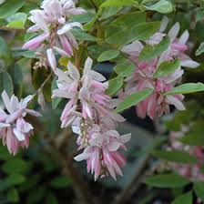 Image result for Indigofera dyeri