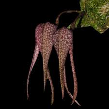 Image result for Bulbophyllum kivuense