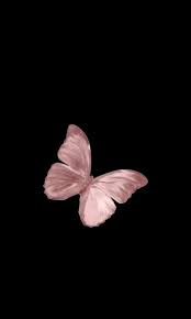 Jul 16, 2021 · butterflies are colorful, diverse, abundant, and active during the day in warm months, making them an ideal pursuit for wildlife watchers. On Twitter Butterfly Wallpaper Phone Wallpaper Images Wallpapers Trippy
