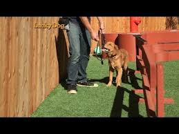 Pin On Man S Best Friend Lucky Dog
