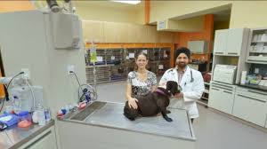 Seattleacupuncturecenter's headquarters is in seattle, washington, and was founded. Hospital Tour Seattle Wa Seattle Emergency Veterinary Hospital