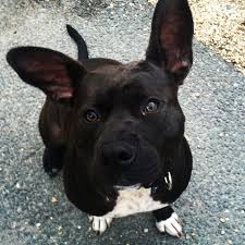 Boxer bulldog pitbull mix dog rescue adoption photo. Pit Bull French Bulldog Peace Love Fostering