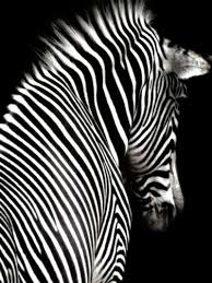 Black And White Photos Of Animals In Shadows 30 Beautiful Black And White Photography Inspirations With Images Black And White Zebra