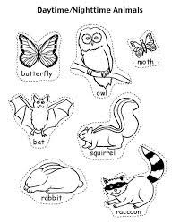 Our printable sheets for coloring in are ideal to brighten your family's day. Pictures Of Nocturnal Animals Coloring Home