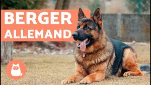 Découvrez nos petites annonces de chiens et chiots pour un don, une vente ou une adoption. Le Berger Allemand Youtube