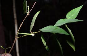 Image result for Synaptolepis alternifolia