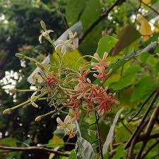 Image result for Combretaceae