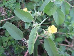 Image result for Melhania acuminata