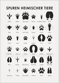Tierspuren bekannter tiere im wald. Iris Luckhaus Spuren Heimischer Tiere Tierspuren Tiere Und Infografik