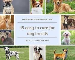 Dog Breeds Cat Pictures For Kids Dogs Dog Breeds