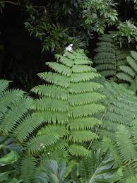 Image result for Cyathea capensis