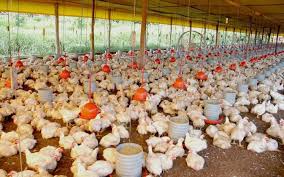 Desde entonces, ha habido casos de gripe aviar a en humanos (h5n1) en asia, áfrica, europa, indonesia, el pacífico, vietnam y el medio oriente. Gripe Aviaria Franca Abate 2 Milhoes De Aves E Tem 418 Focos Da Doenca