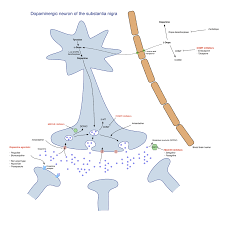 The medical treatment of parkinson disease from james parkinson to george cotzias. Parkinson S Disease Symptoms Stages And Life Expectancy Lecturio