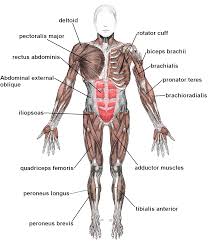 The ear contains the smallest muscles in the body alongside the smallest bones. The Basic Muscles In The Human Body These Bones Of Mine