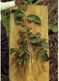 Image result for Mikaniopsis usambarensis