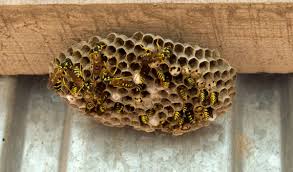 Check spelling or type a new query. Destruction De Nid De Guepes Et Frelons 06 Entreprise Professionnelle