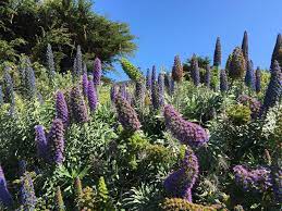 A starter list of plants for the gardener who doesn't like to water. 15 Best Plants For Drought Tolerant Gardens