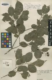 Image result for Buchnera lastii