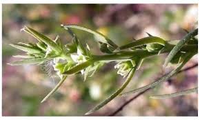 Image result for Thesium singulare