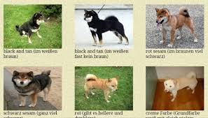 The only official twitter account of shiba inu $shib #shibarmy #resistanceisfutile tg: Farbenveranderung Von Geburt An Shiba Inu Teddys Webseite