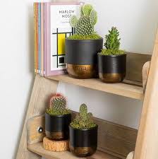 Look verão, top cropped, look da moda, cropped floral retro, top floral casual, top cropped floral, look casual these beautiful cactus inspired finds with florals and soft color palettes will have you wanting a southwestern themed. Cactus 13 Things To Know About Cactus Plants Cacti