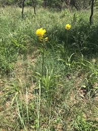 Image result for Satyrium crassicaule