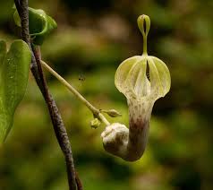 Image result for Ceropegia schultzei