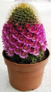 Pretty valley dominates in authenticity as well as durability, leaving no room for competition. 140 Cacti And Other Succulents Ideas Succulents Plants Planting Succulents