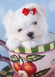 Teacup Maltese Puppies By Teacups Puppies Boutique Teacup Puppies Maltese Maltese Puppy Teacup Puppies